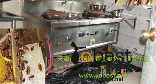 提供害虫防治解决方案